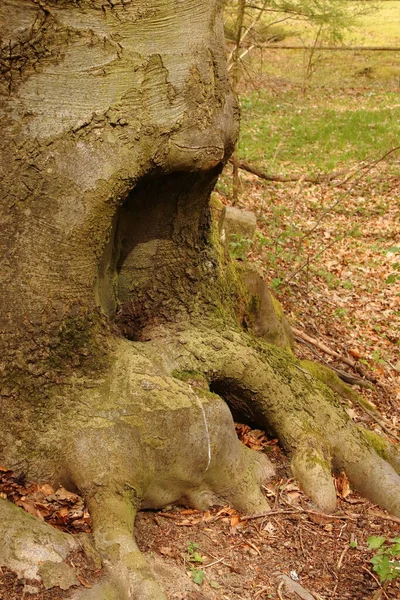 Old Hollowed Out Tree — Φωτογραφία Αρχείου