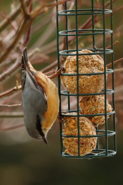 Sitta europaea, small bird at the feeder, nuthatches