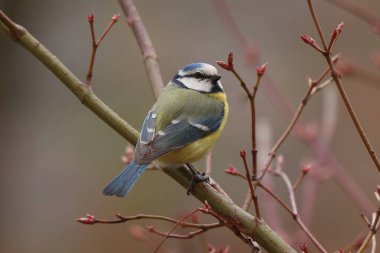 Cyanistes caeruleus, blue-headed tit sitting on a branch, blue-headed bird