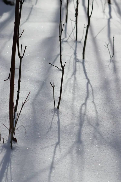 Nahaufnahme Junger Bäume Einem Schneebedeckten Wald — Stockfoto
