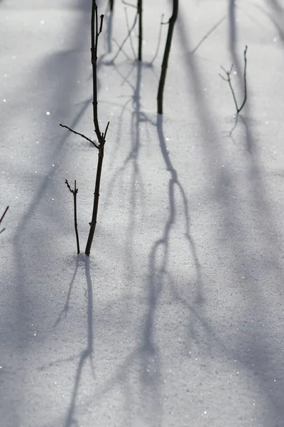 Detail Mladých Stromů Zasněženém Lese — Stock fotografie