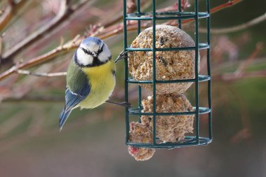 Cyanistes caeruleus,blue tit, blue-headed bird sitting on a feeder