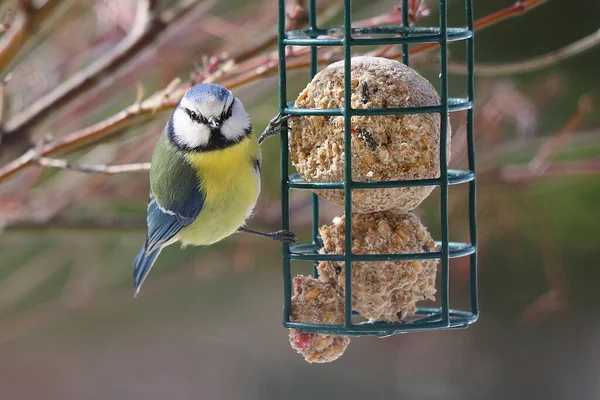 Cyanistes Caeruleus Blue Tit Blue Headed Bird Sitting Feeder — Fotografia de Stock
