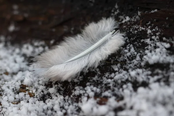 Белое Перо Пыли Снега Черной Земле — стоковое фото