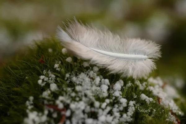 White Feather Green Moss Snowflakes — Stock Photo, Image