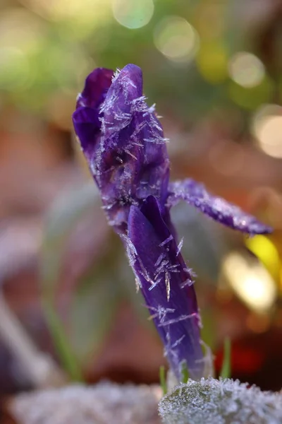 Crocus Vernus Cristales Hielo Sobre Flor Primavera Púrpura — Foto de Stock