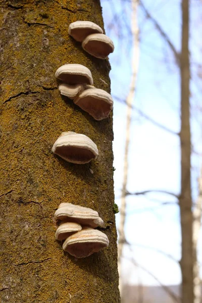 Piptoporus betulinus, bir grup ağaç böceği.