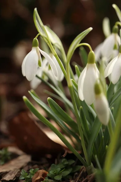 Galanthus, ilk beyaz bahar çiçeği, kar damlası