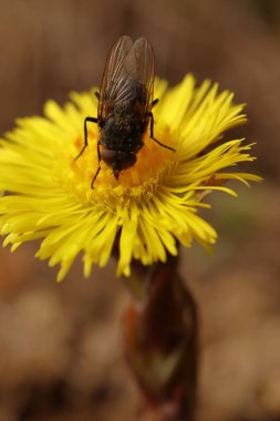 Tussilago farfara ve Musca domestica, bir sinek sarı bir çiçeğin üzerinde oturur.