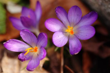 Crocus Tommasinianus, safran çiçeğinin ayrıntıları, bahar çiçekleri.