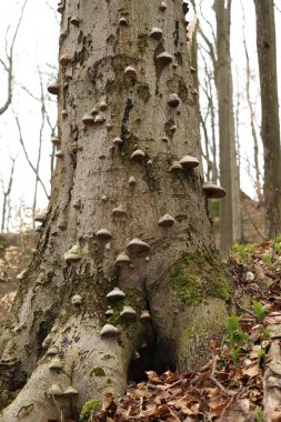 Polyporus, tamamen mantarla kaplı kuru bir ağaç.,