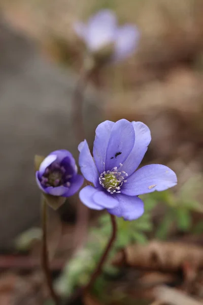 Hepatica Nobilis Close Spring Purple Woodland Flower — Stock Photo, Image