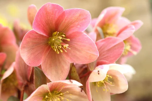 Helleborus Orientalis Pink Hellebore Flower Detail — Stock Photo, Image