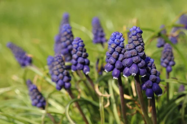 Muscari Armeniacum Detalle Flores Azules Primavera Arándanos —  Fotos de Stock