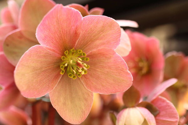 Helleborus orientalis, pink hellebore flower detail