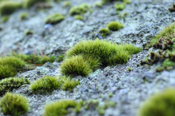 Dicranella Heteromalla Detail Moss Rock — Stock Photo, Image