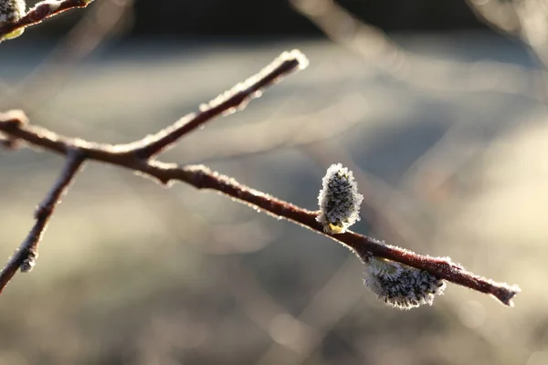 Salix Caprea Willow Flowers Morning Frost — Stock Photo, Image