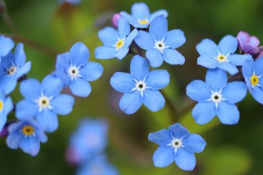 Myosotis sylvatica, mavi çiçek detaylıca, unutma beni.