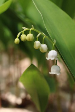 Convallaria majalis, ormandaki nilüfer çiçeği.