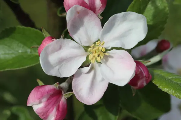 First Spring Blossoms Apple Tree — Stock Photo, Image