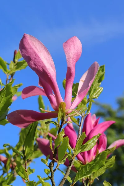 Magnolia Susan, pink magnolia flowers