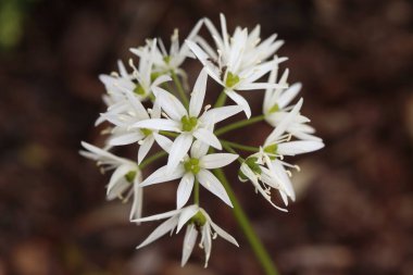 Allium ursinum, ayının sarımsak çiçeği, ayrıntı.