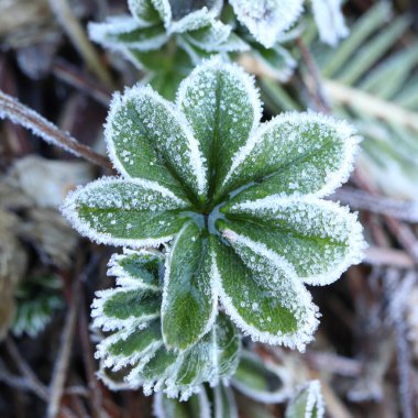 Alchemilla, donmakta olan bir kontra-tillo yaprağı.