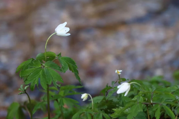 Anemone Nemorosa Anemone Flowers Growing Forest Bank River — Stock Photo, Image