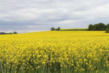 Brassica Napus, kanola tarlası, yağmurdan sonra mavi gökyüzü olan sarı tarla