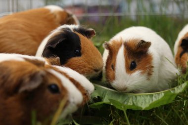 Cavia porcellus. Karahindiba yaprakları yiyen bir grup kobay.
