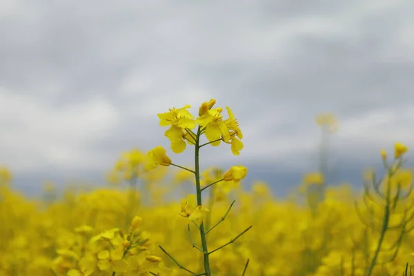 Brassica Napus Canola Field Žluté Pole Modrou Oblohou Dešti — Stock fotografie