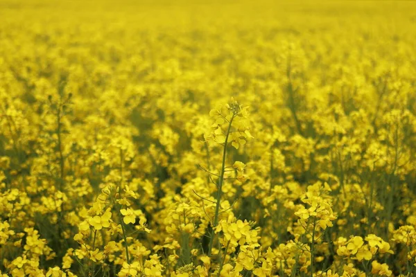 Brassica Napus Field Yellow Oil Crop — Stock Photo, Image
