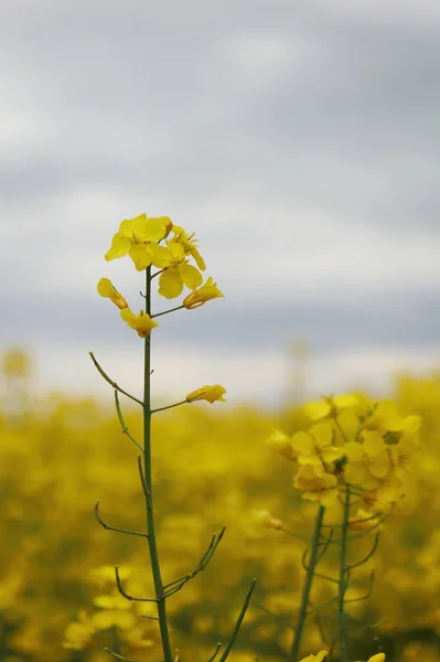 Brassica Napus Pole Rzepakowe Żółte Pole Niebieskim Niebem Deszczu — Zdjęcie stockowe