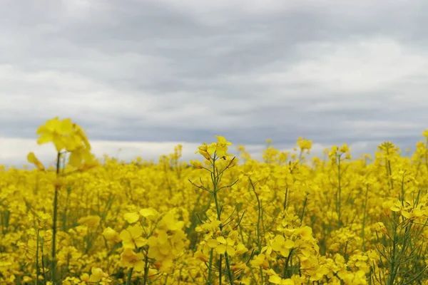 Brassica Napus Canola Field Yellow Field Blue Sky Rain — Stock Photo, Image