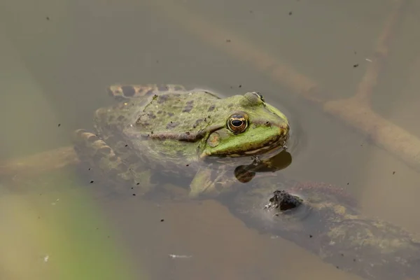 Pelophylax ridibundus, green pond frog