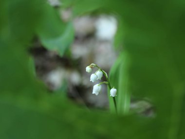 Convallaria majalis, yeşil yapraklı bir vadideki zambakların ayrıntıları.