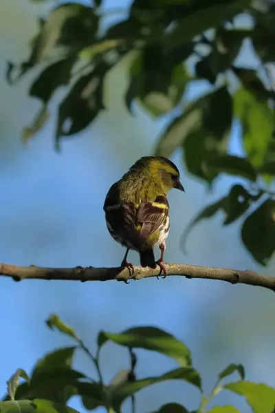 Chloris Chloris Ptak Siedzący Gałęzi Obraca Się — Zdjęcie stockowe