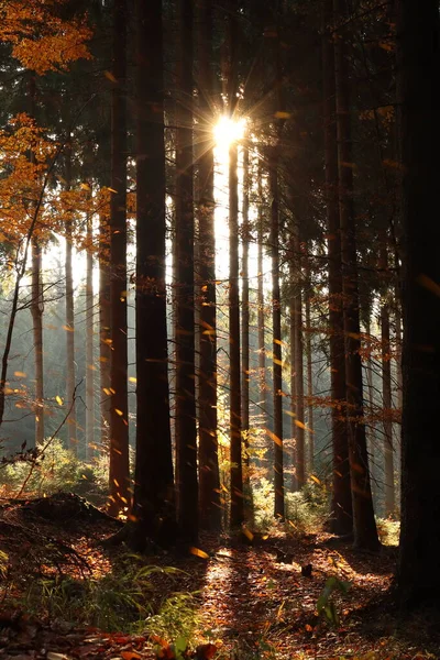Lever Soleil Dans Une Forêt Feuillus — Photo