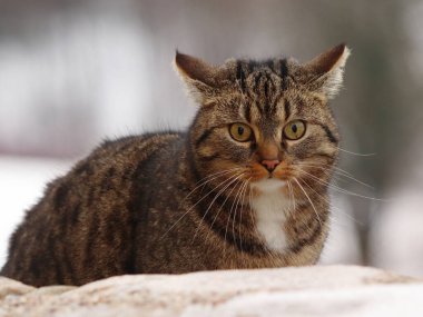 Karda serin çılgın evcil kedi