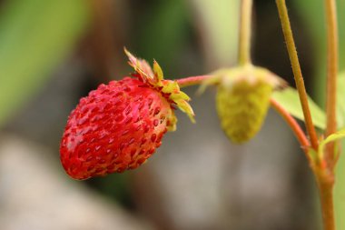 Fragaria Vesca, tek çiçekli küçük kırmızı çilek.