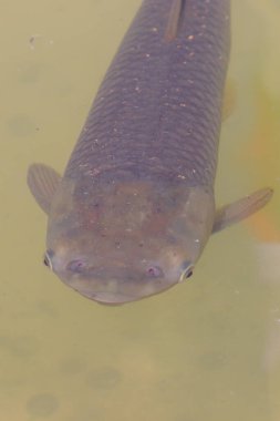 Kirli sudaki balık kafalarının yakın çekimi