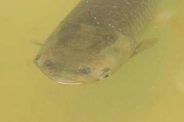 Kirli sudaki balık kafalarının yakın çekimi