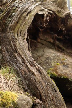 Kayadaki eski ağaç gövdesi
