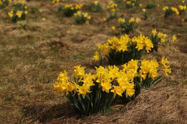 Narcissus pseudonarcissus, sarı nergislerle kaplı bir dağ çayırı.