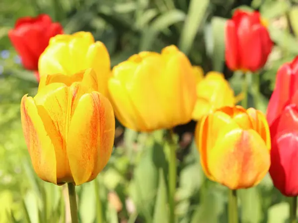 Tulipa gesneriana, kırmızı ve sarı lalelerin ayrıntıları