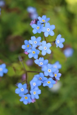 Myosotis, mavi sevimli unutma beni çiçeği.