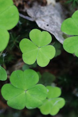 Oxalis asetosella, sorrel şifalı bitki kalp şeklinde yaprak detayı.