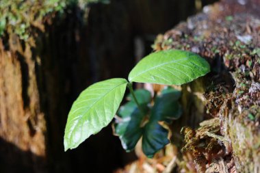 Fagus sylvatica, ağaçtan büyüyen genç bir kayın tohumu.