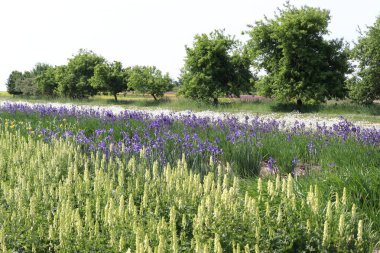 Iris Germanica, tarlada yetişen mavi göz.