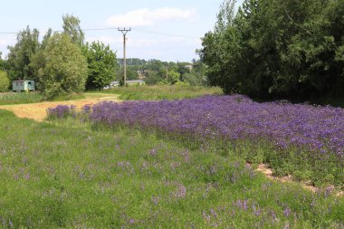 Yabani şifalı bitkiler tarlası.